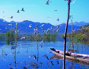 Birds at Skodra Lake